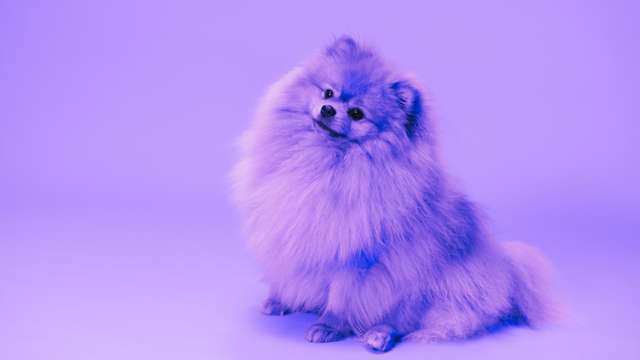 14 Meanings of Dreaming About Dogs