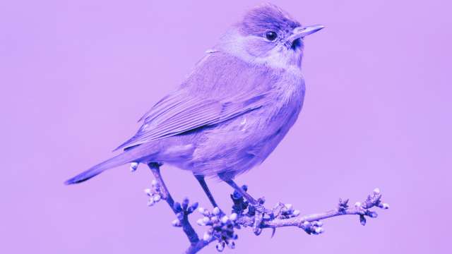 14 Nightingale Dreams: Dreaming of a nightingale