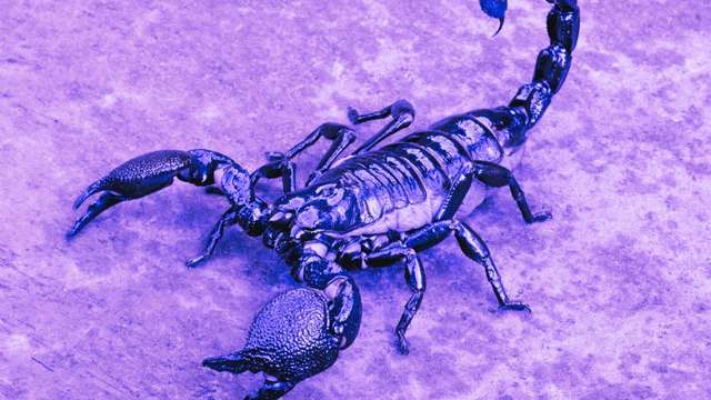 12 Scorpion Dreams: Dreaming About a Scorpion