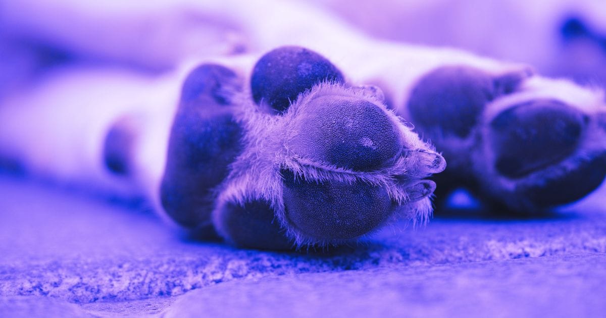 Dreaming of Death of a Pet: 8 Symbolic Meanings